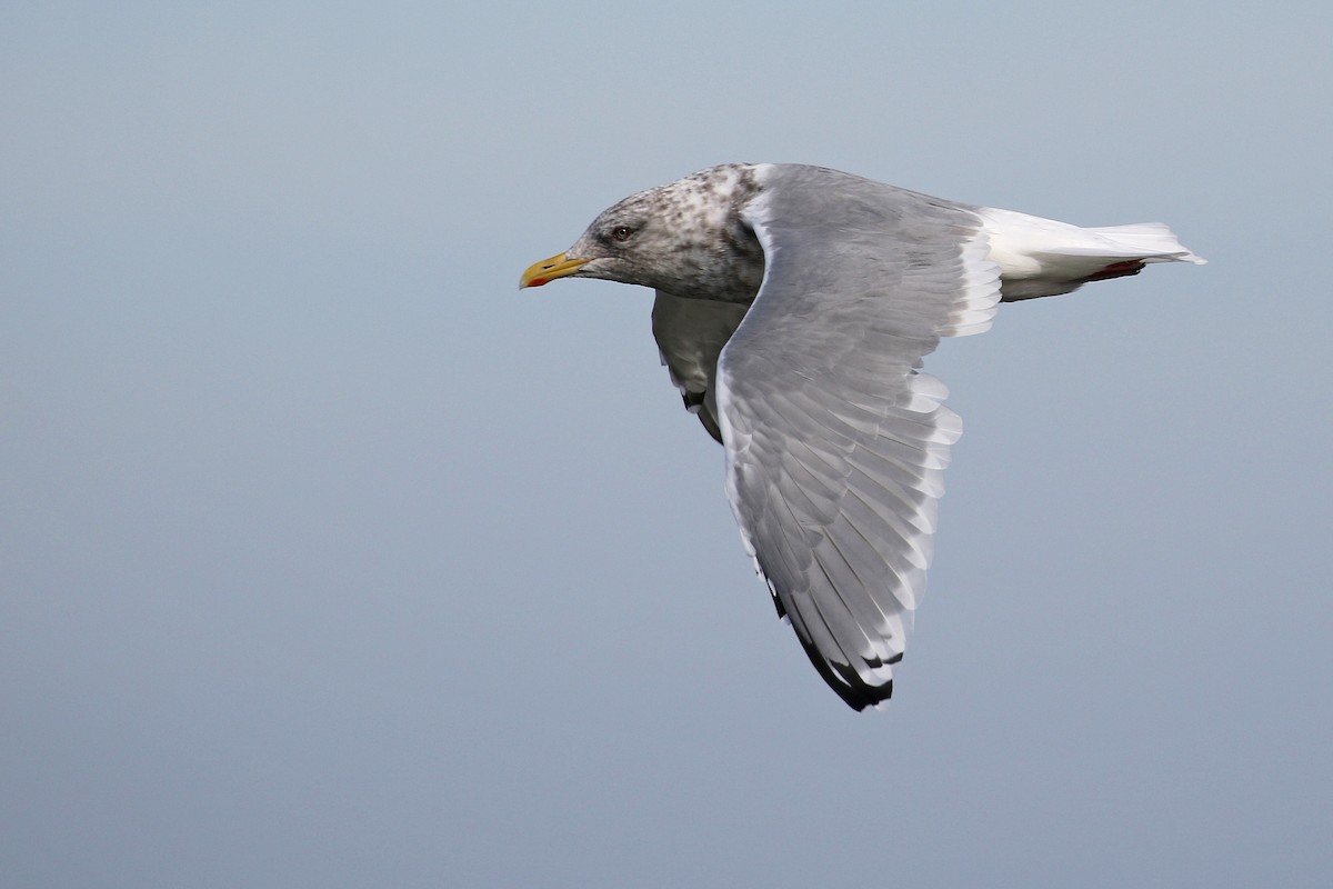 Gaviota Groenlandesa (thayeri) - ML133191011