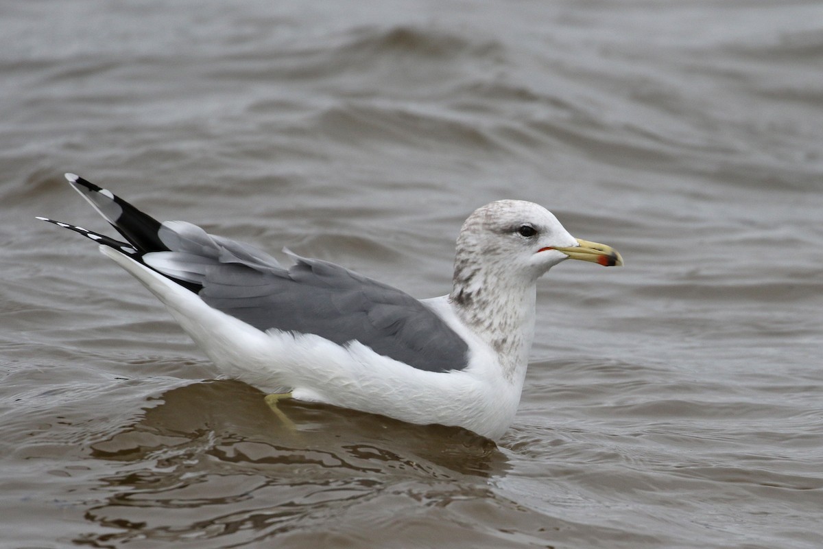 California Gull - ML133191201