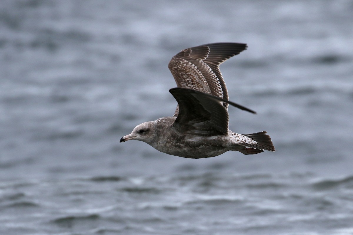 Gaviota Californiana - ML133191241