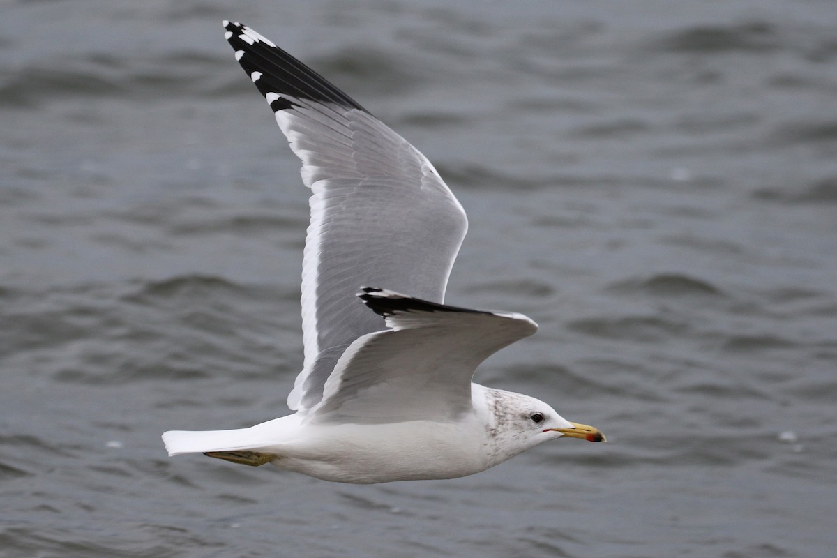 California Gull - ML133191401