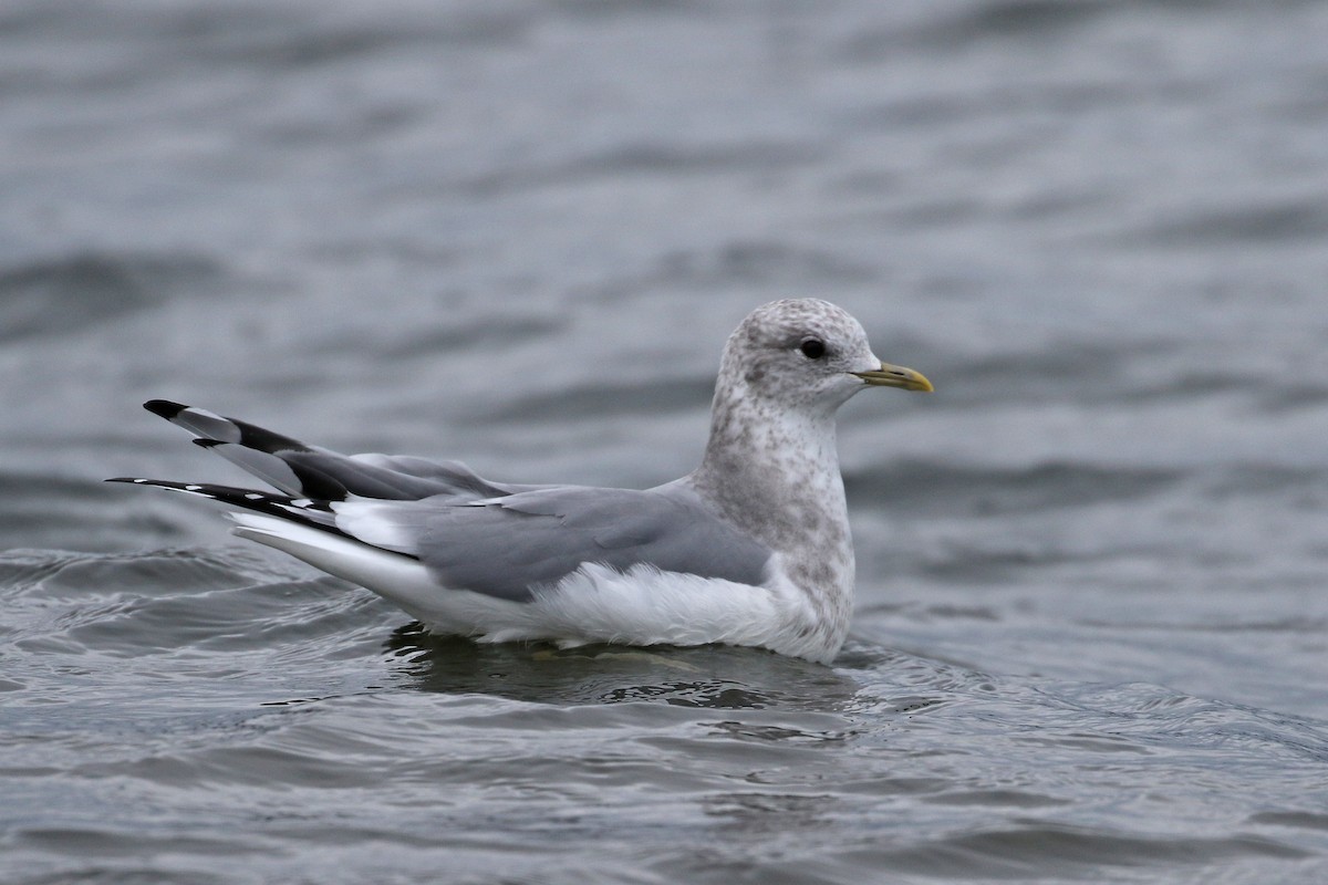 Short-billed Gull - ML133191471