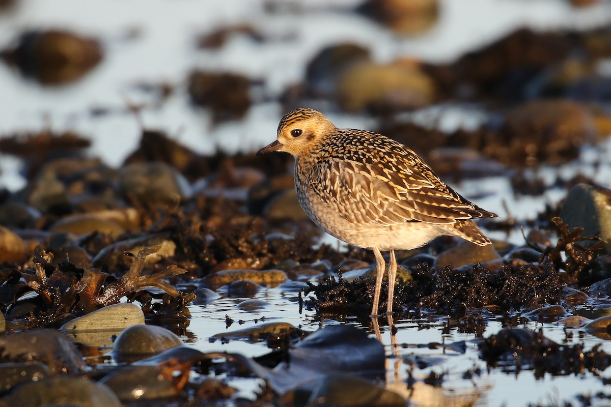 Pacific Golden-Plover - ML133191651