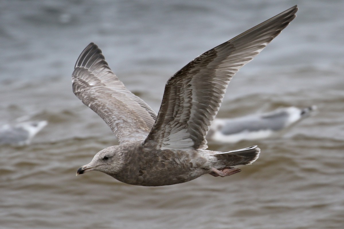 Herring x Glaucous-winged Gull (hybrid) - ML133193101