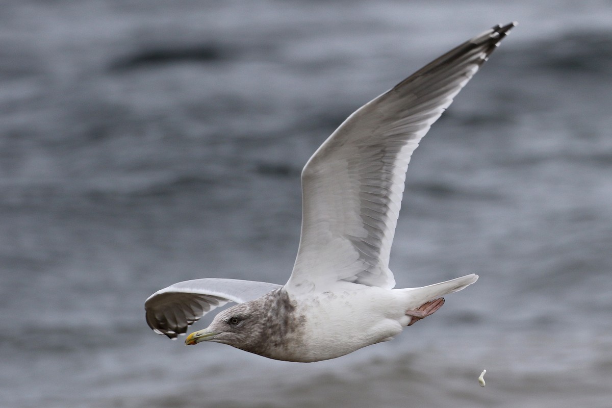 Herring x Glaucous-winged Gull (hybrid) - ML133193121