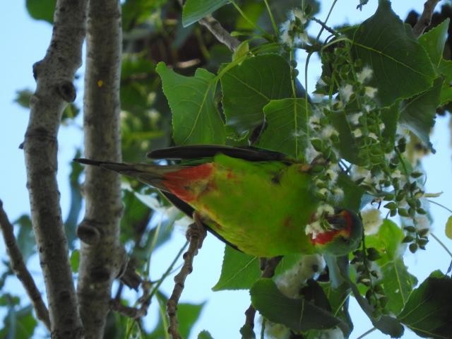 Swift Parrot - Birdline Australia