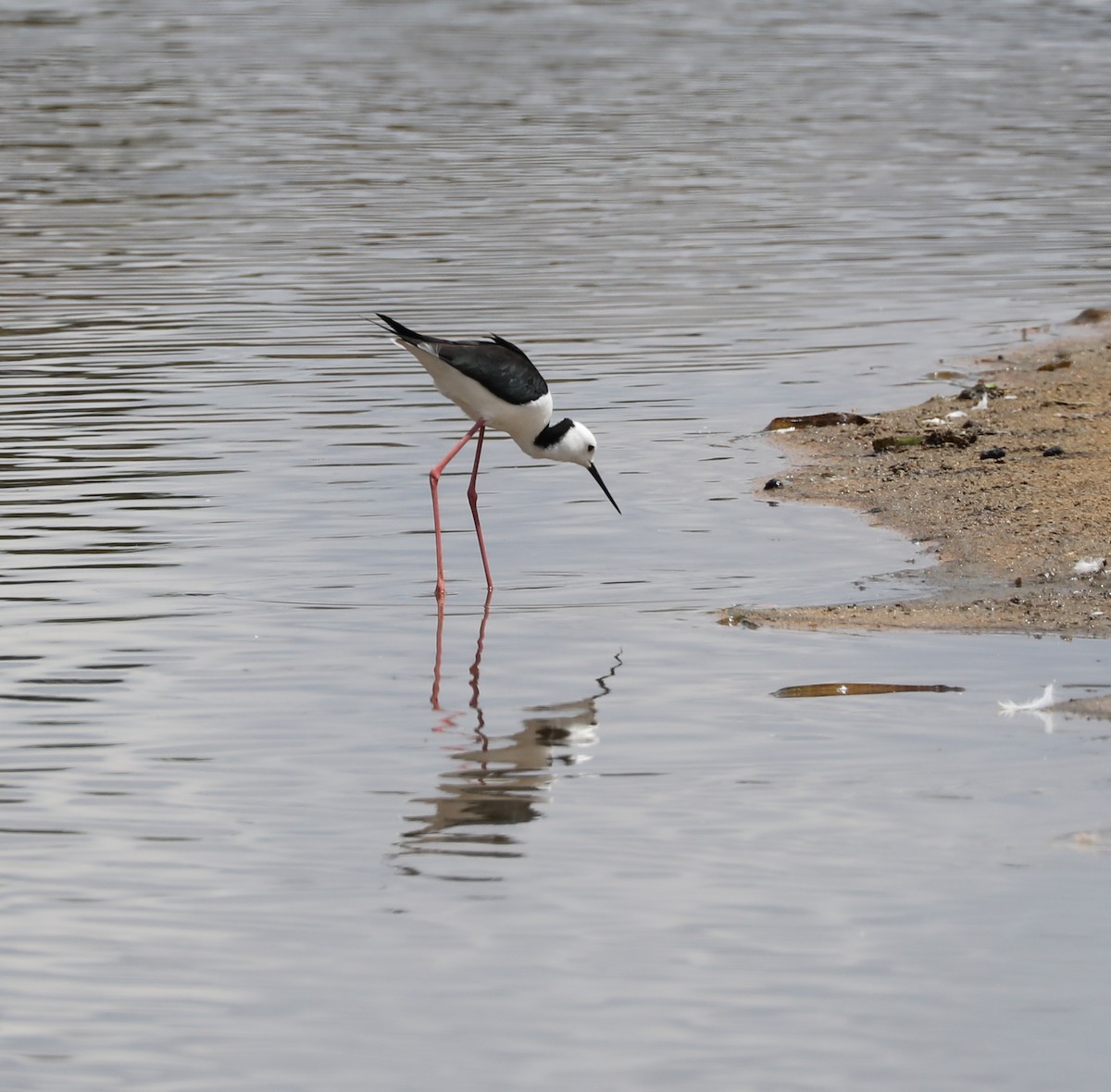 Pied Stilt - Cheryl McIntyre