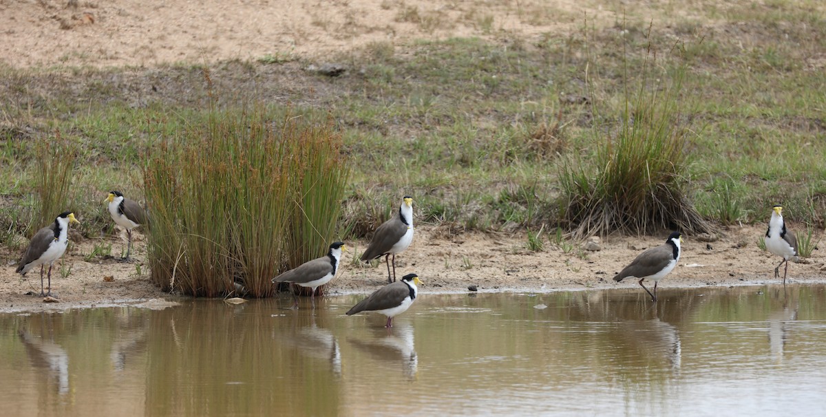 Masked Lapwing - ML133197941