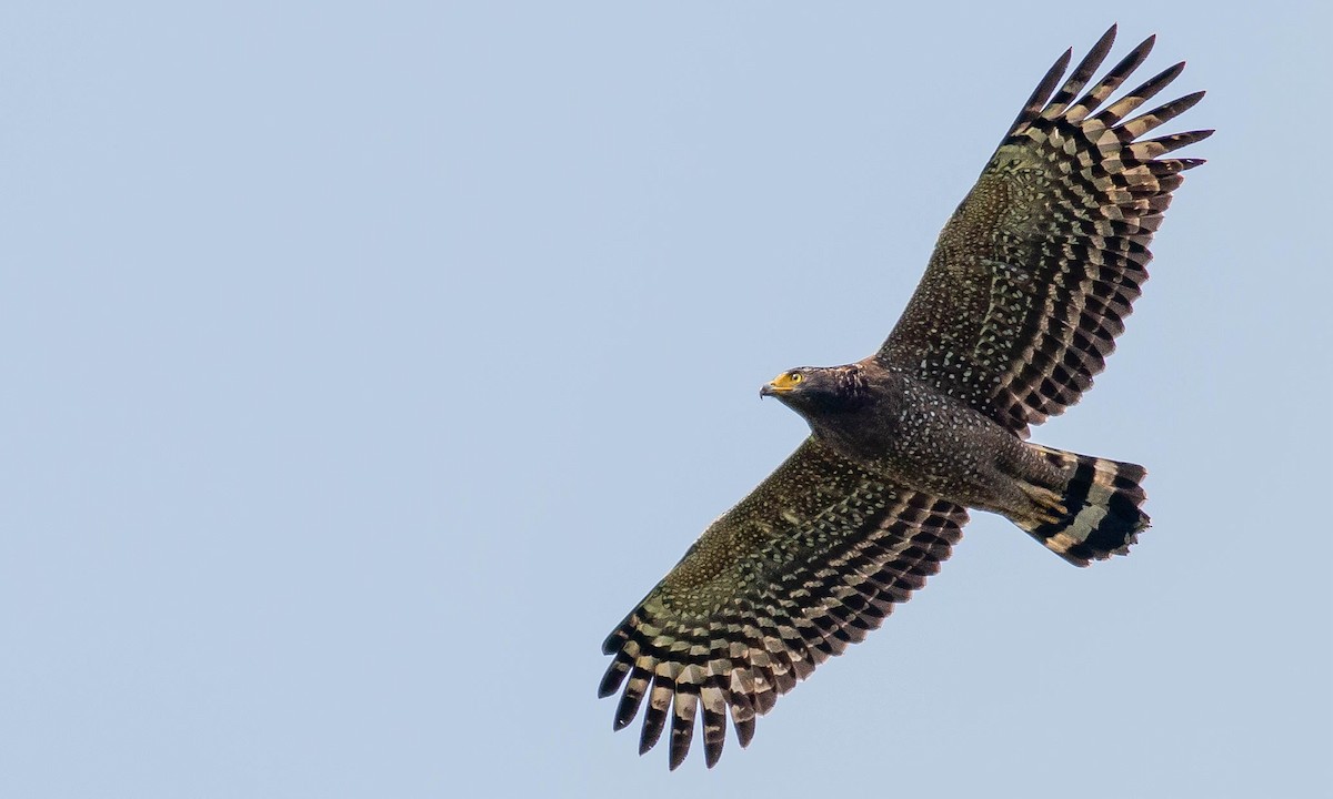 Crested Serpent-Eagle - ML133199771