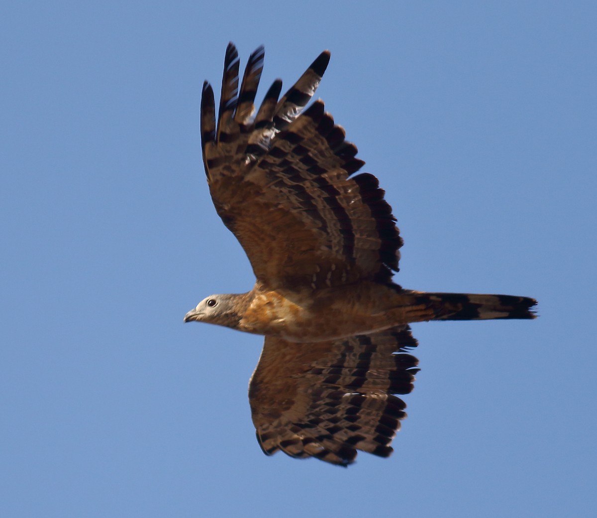 Oriental Honey-buzzard - ML133200651