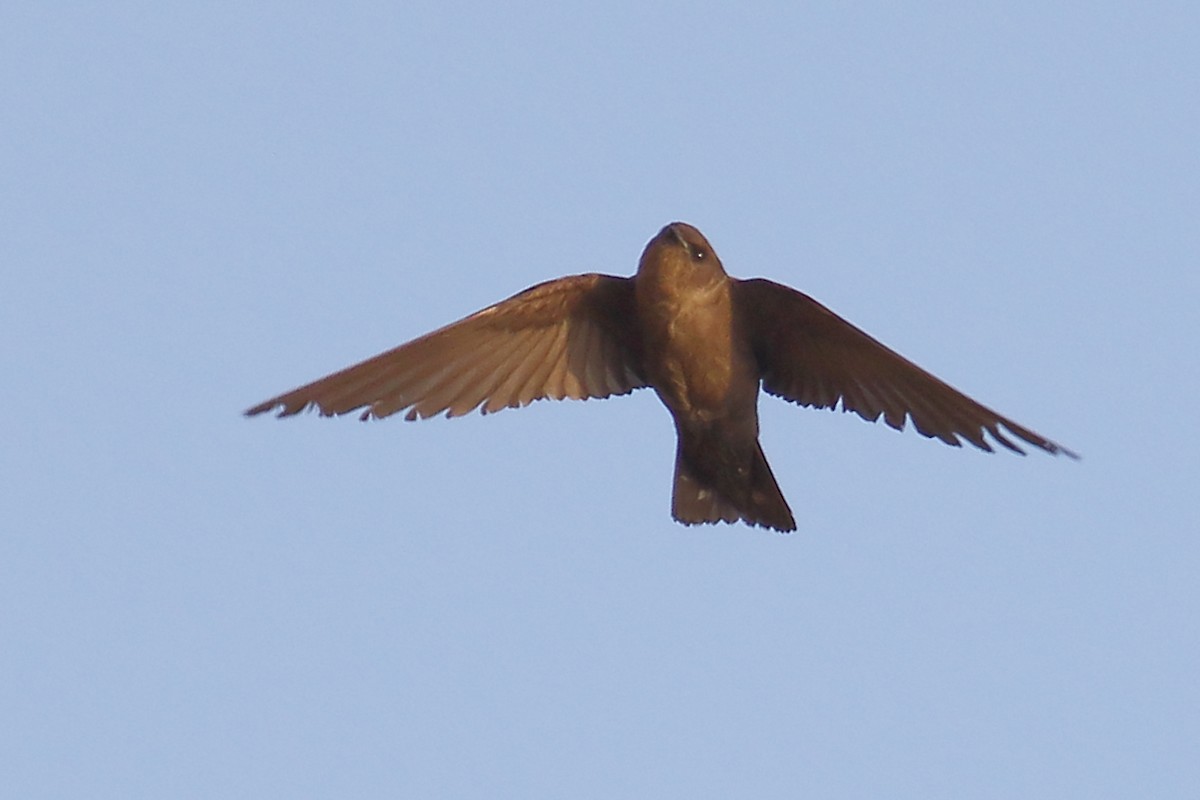 Dusky Crag-Martin - Amarendra Konda