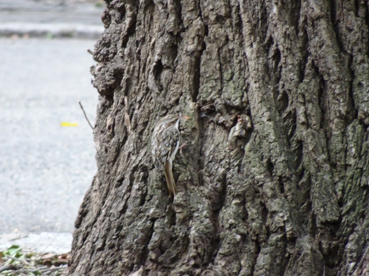 Brown Creeper - ML133202311