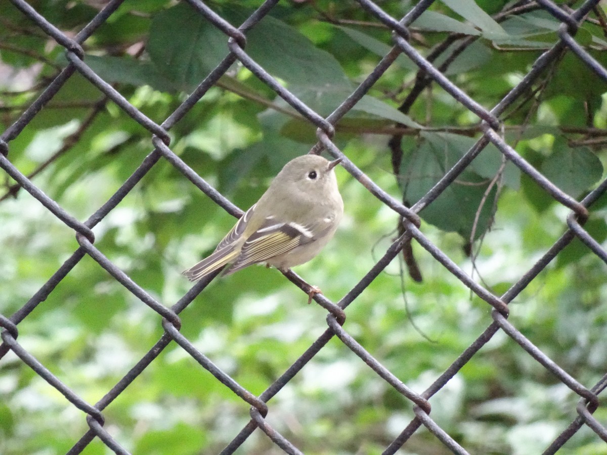 Ruby-crowned Kinglet - ML133202431