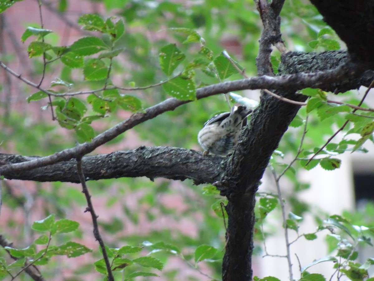 Black-and-white Warbler - ML133202491