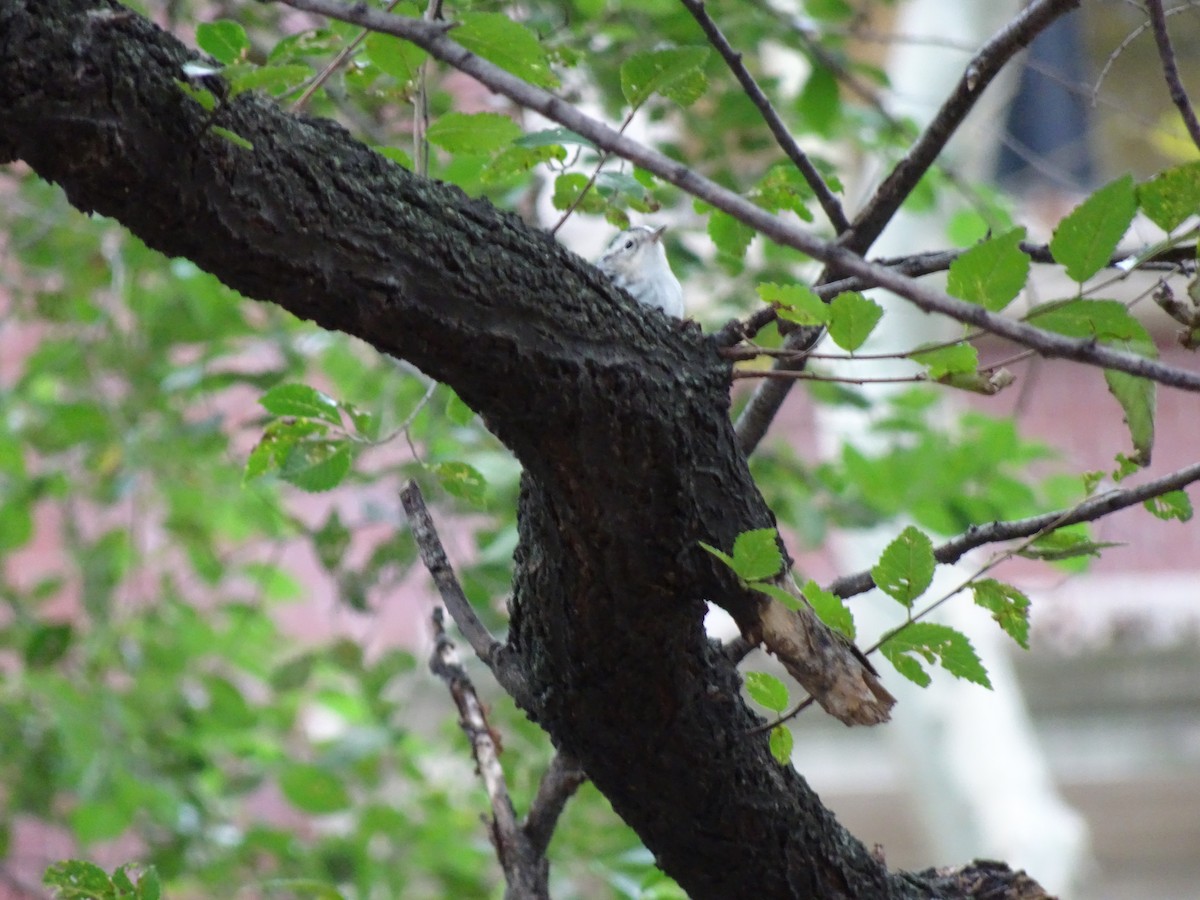 Black-and-white Warbler - ML133202511