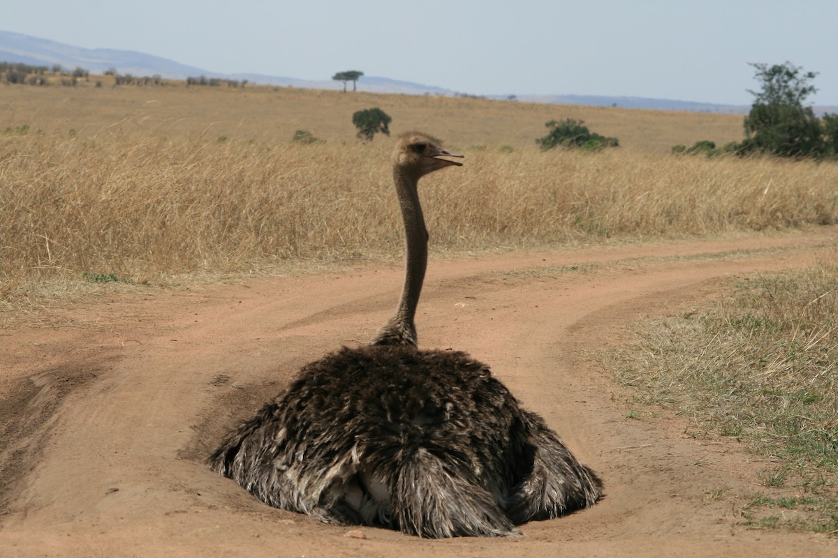 Common Ostrich - Manuel Schwarz