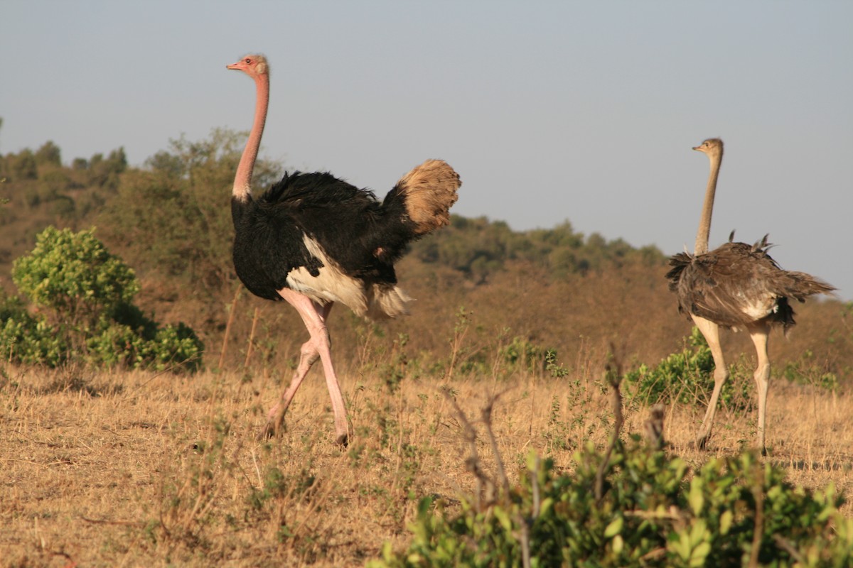 Common Ostrich - Manuel Schwarz