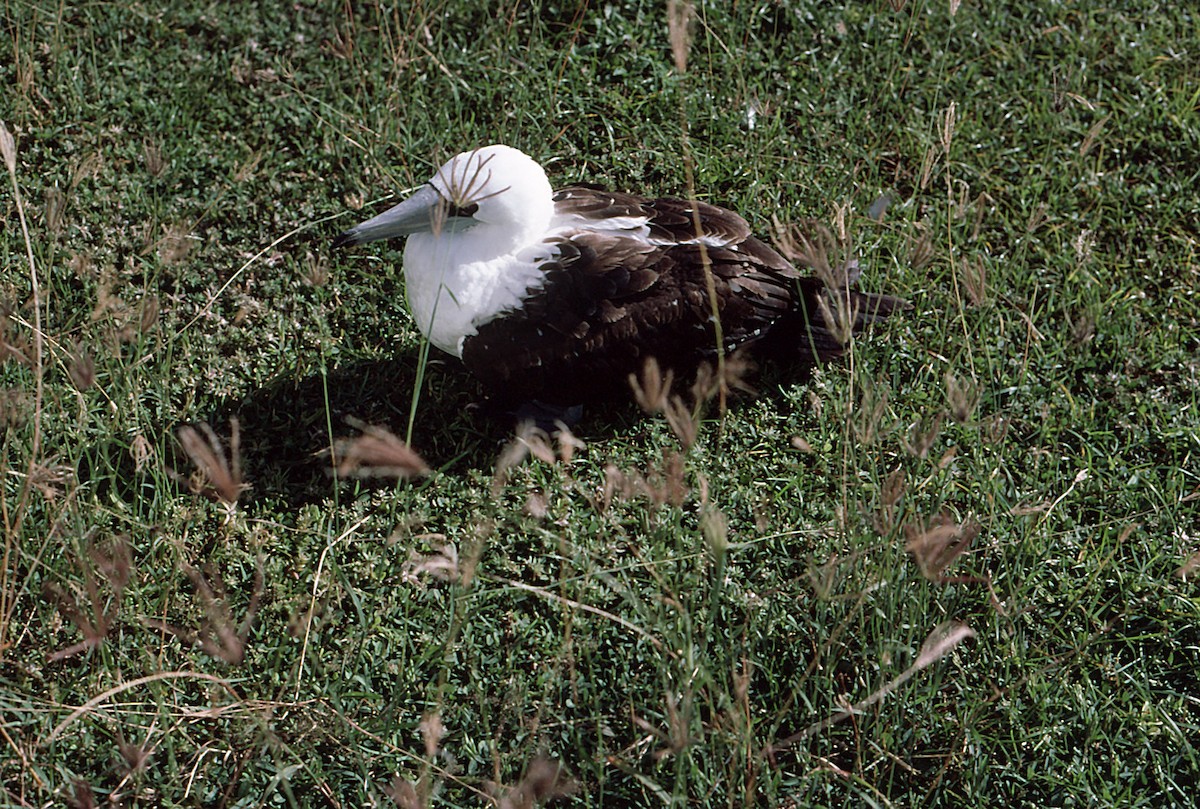 Abbott's Booby - ML133204231