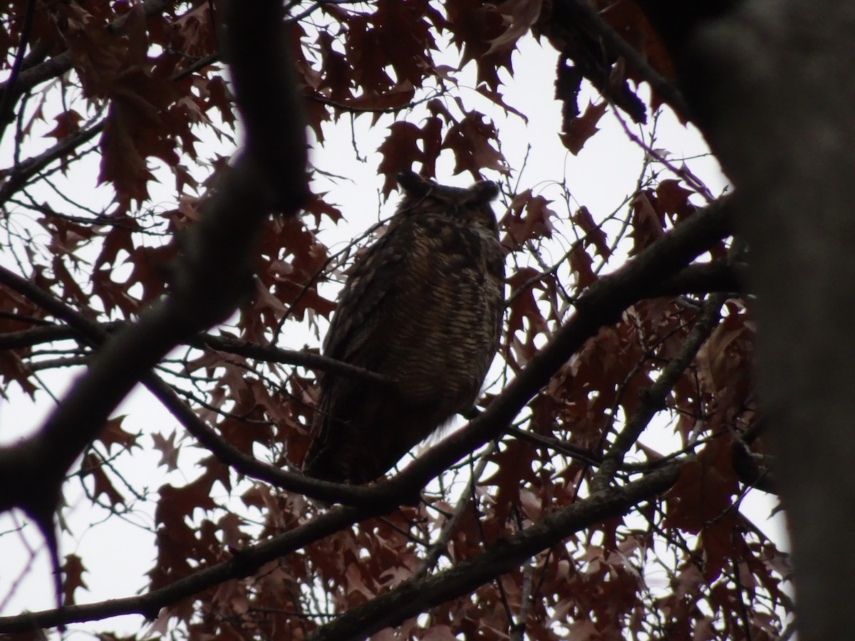 Great Horned Owl - ML133204391