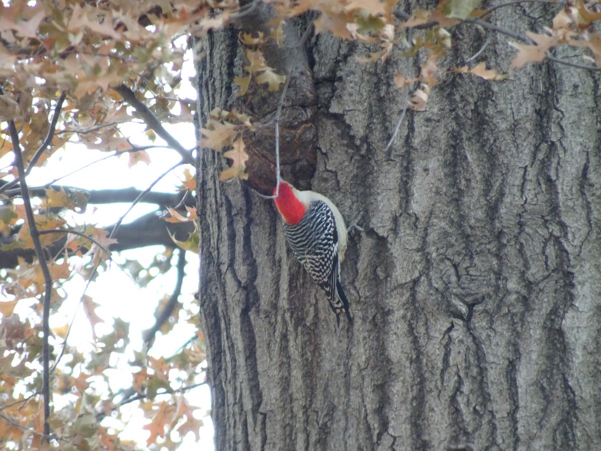 Red-bellied Woodpecker - ML133204421