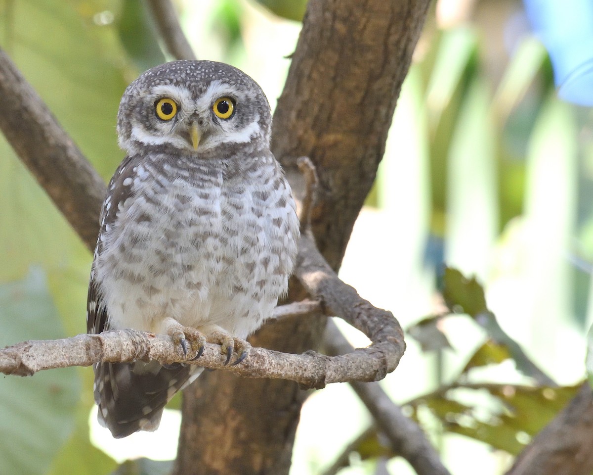 Spotted Owlet - Mallika Rajasekaran