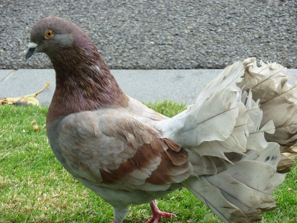 Сизый голубь (Одомашненного типа) - ML133205831