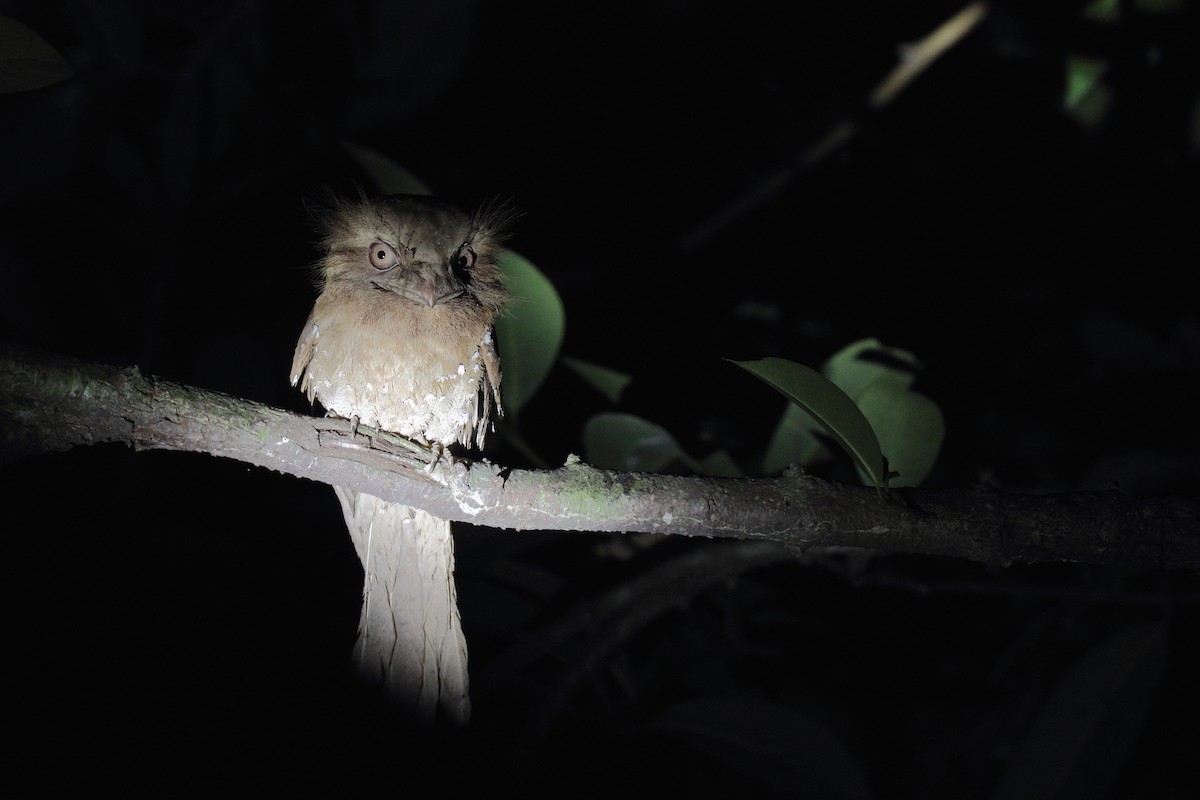 Sri Lanka Frogmouth - ML133206031