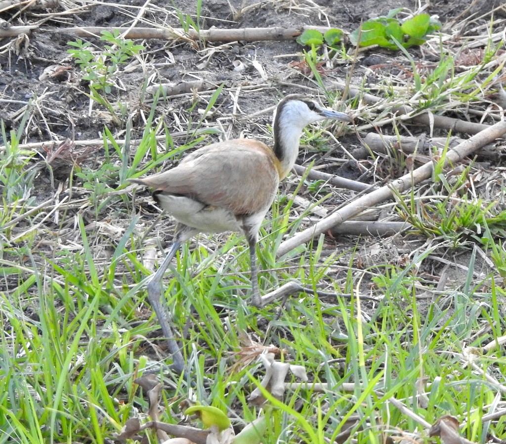 Blaustirn-Blatthühnchen - ML133206171