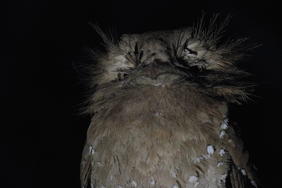 Sri Lanka Frogmouth - ML133206271