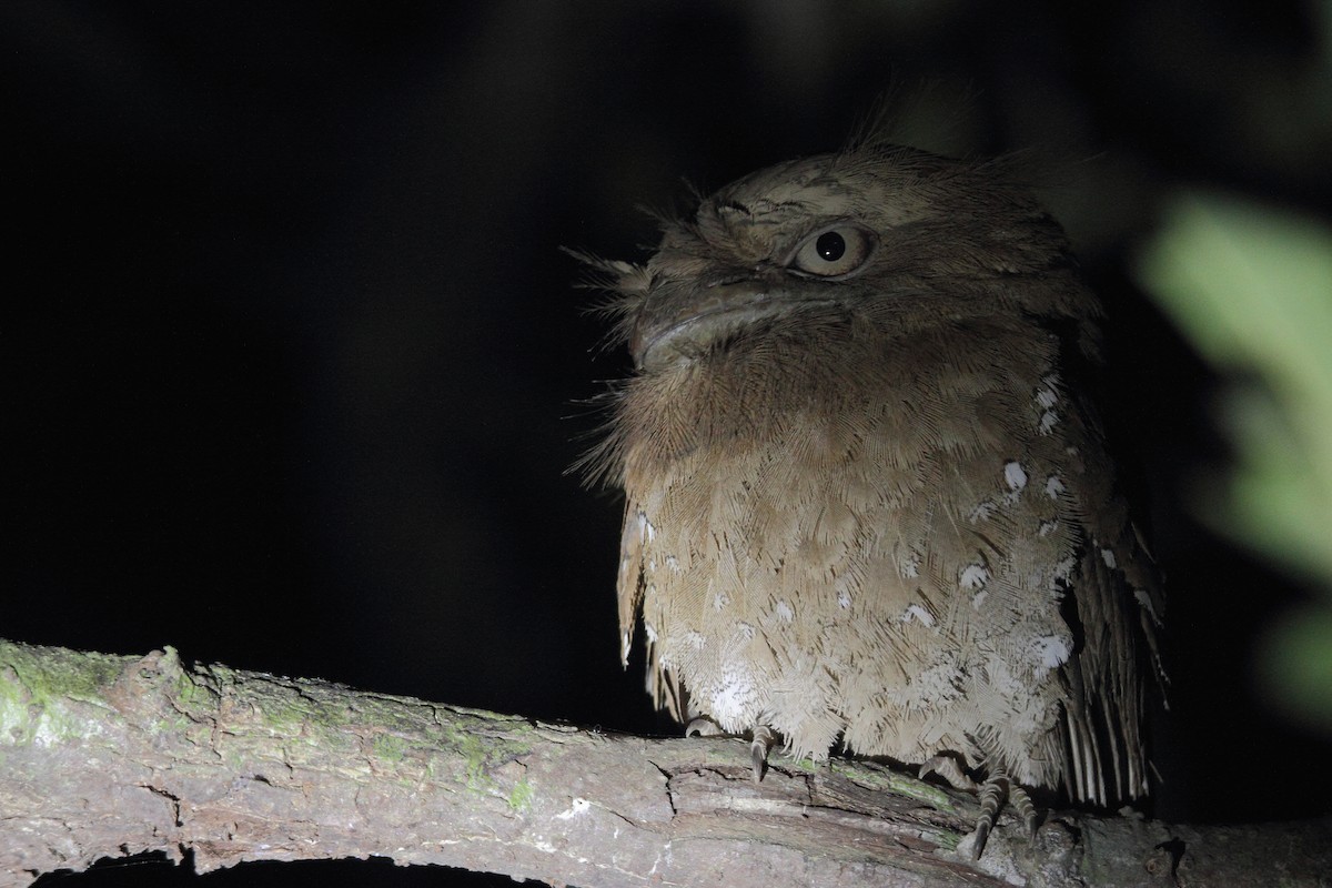 Sri Lanka Frogmouth - ML133206321