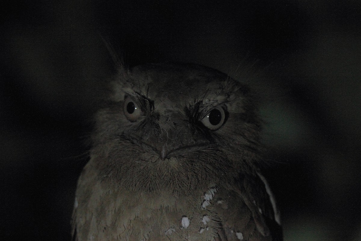 Sri Lanka Frogmouth - ML133206331