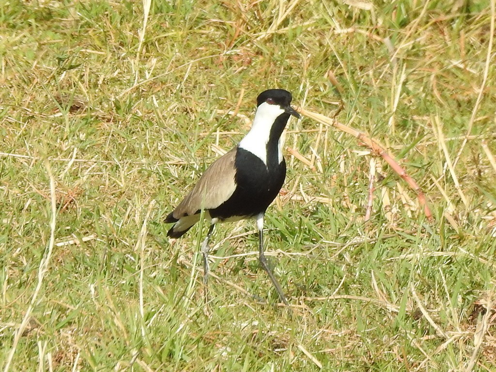 Spur-winged Lapwing - Kai Joaquin