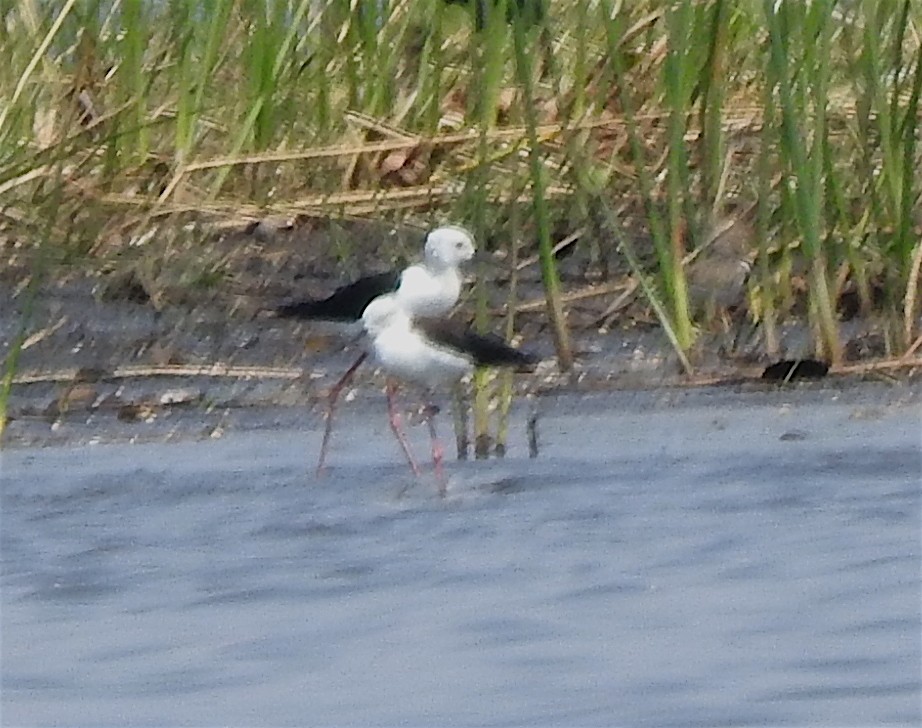 Black-winged Stilt - ML133207101