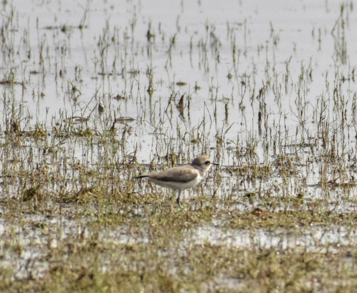 Kentish Plover - Jageshwer verma