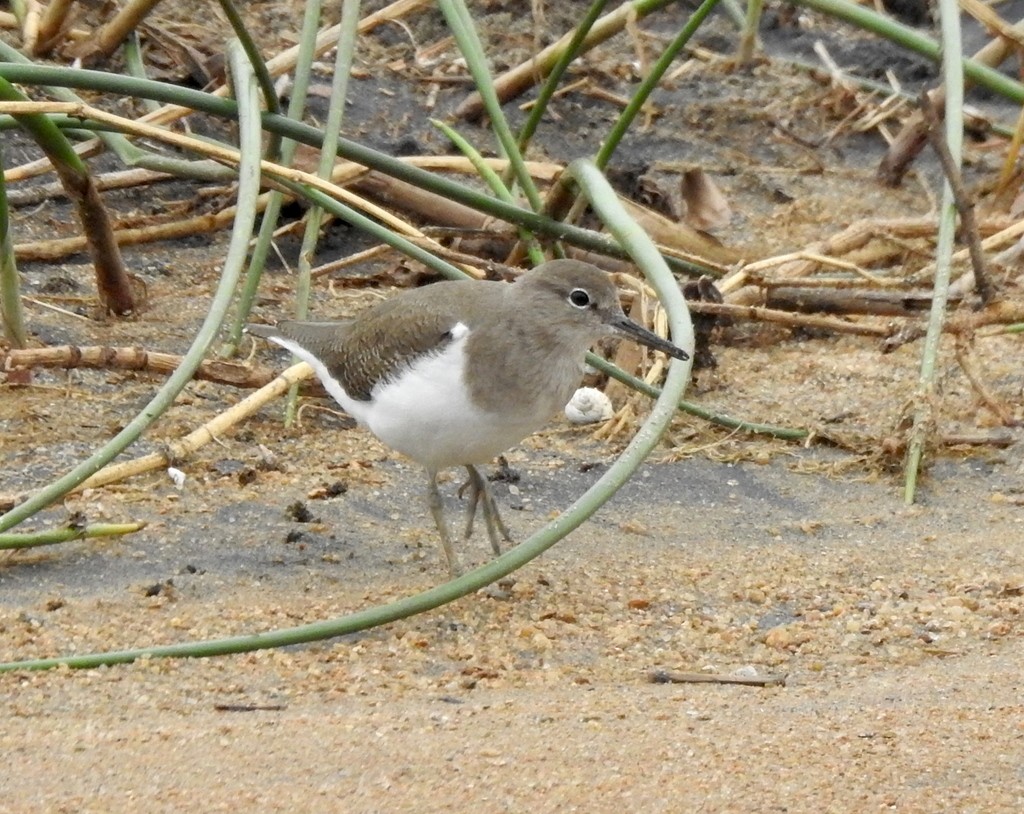 Common Sandpiper - Kai Joaquin