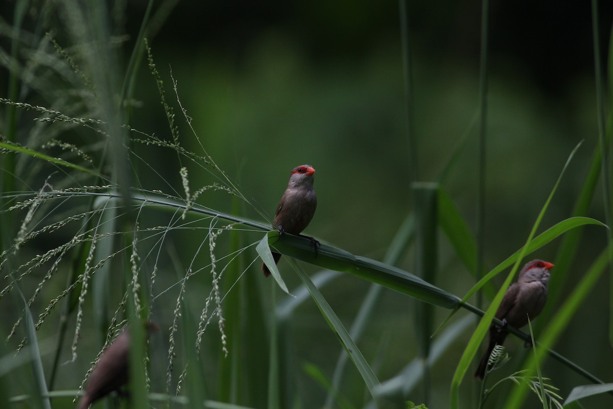 Common Waxbill - ML133208621