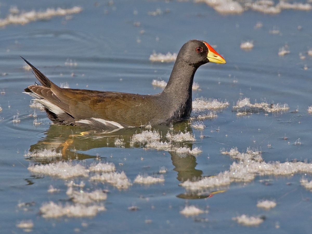 Lesser Moorhen - Bruce Ward-Smith