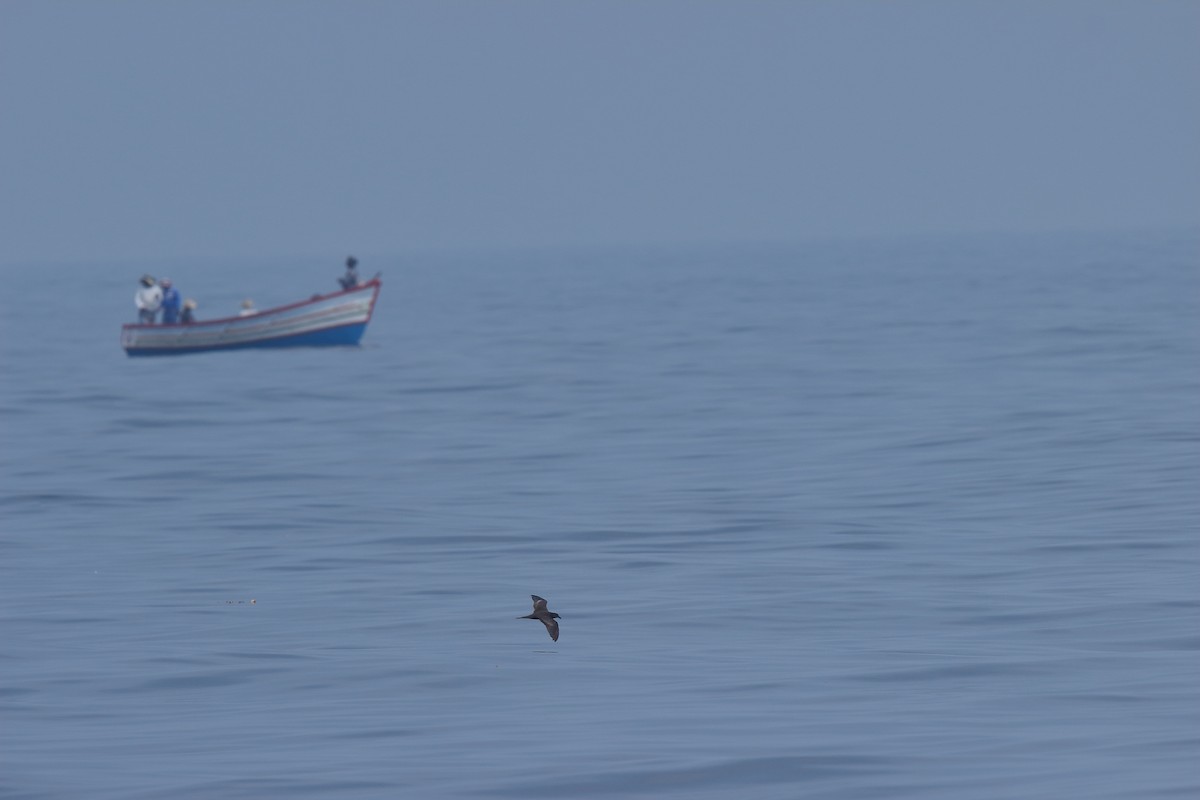 Jouanin's Petrel - ML133211441