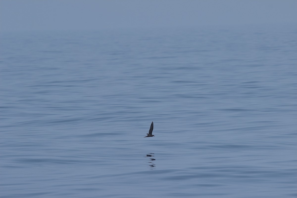 Jouanin's Petrel - ML133211481