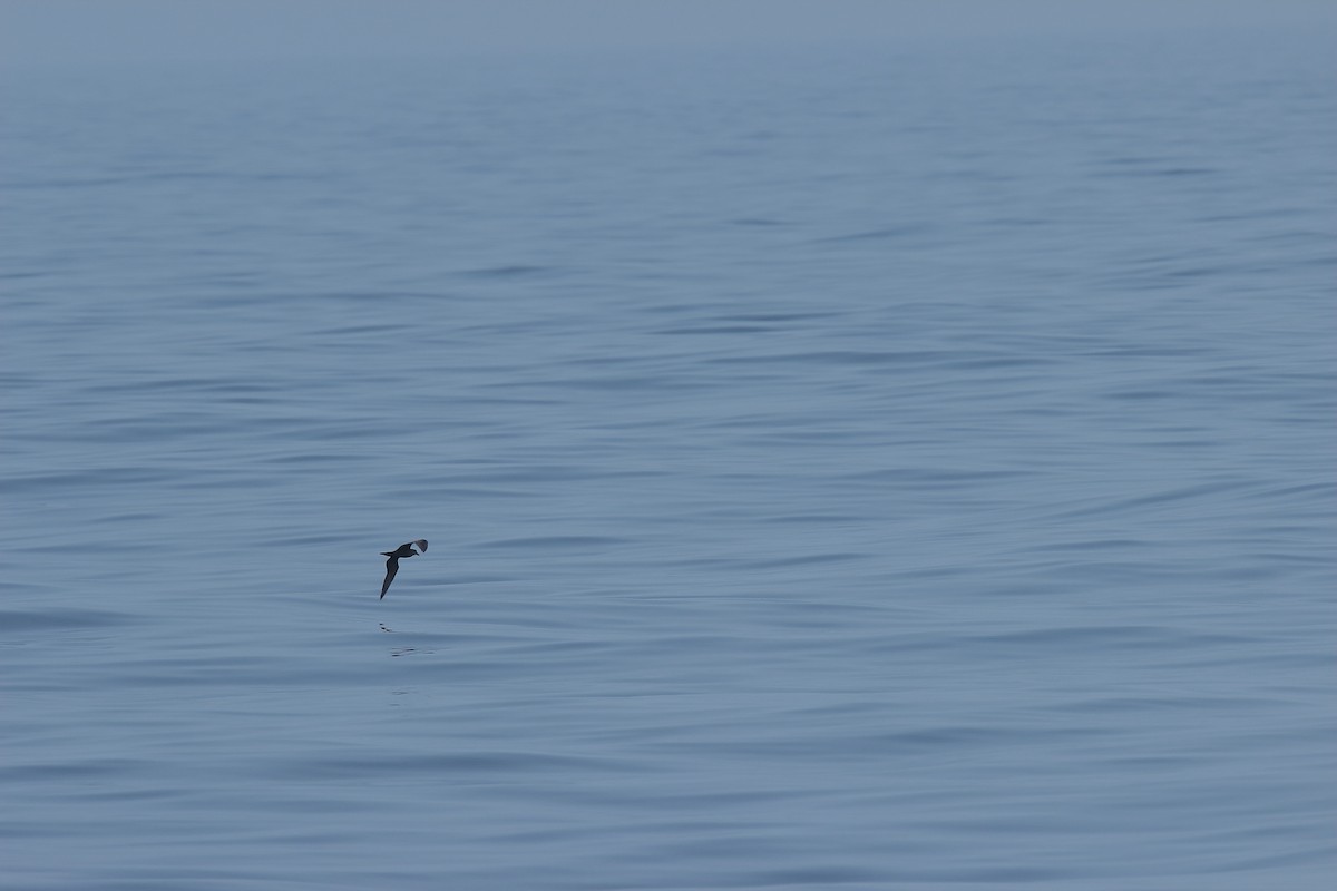 Jouanin's Petrel - ML133211491