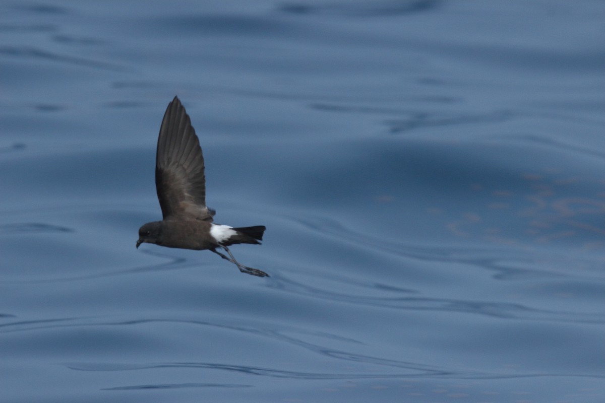 Wilson's Storm-Petrel - ML133211591