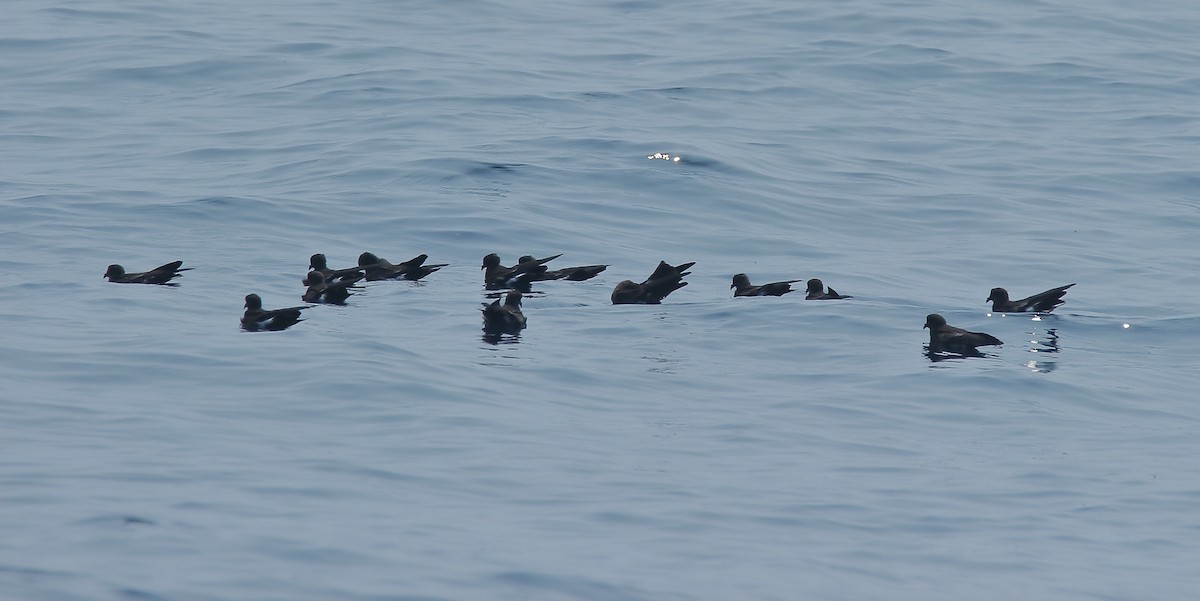 Wilson's Storm-Petrel - ML133211611