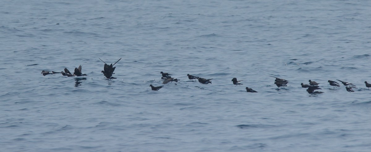 Wilson's Storm-Petrel - ML133211631