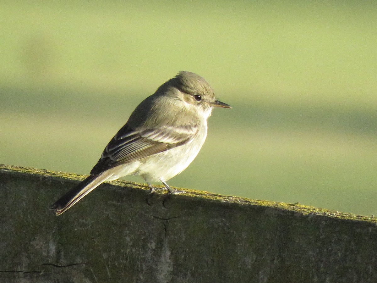 Gray Flycatcher - Calvin Hardcastle