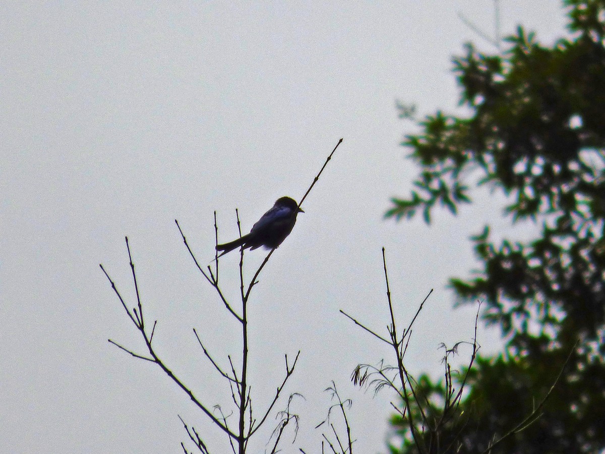 bronsedrongo - ML133213361