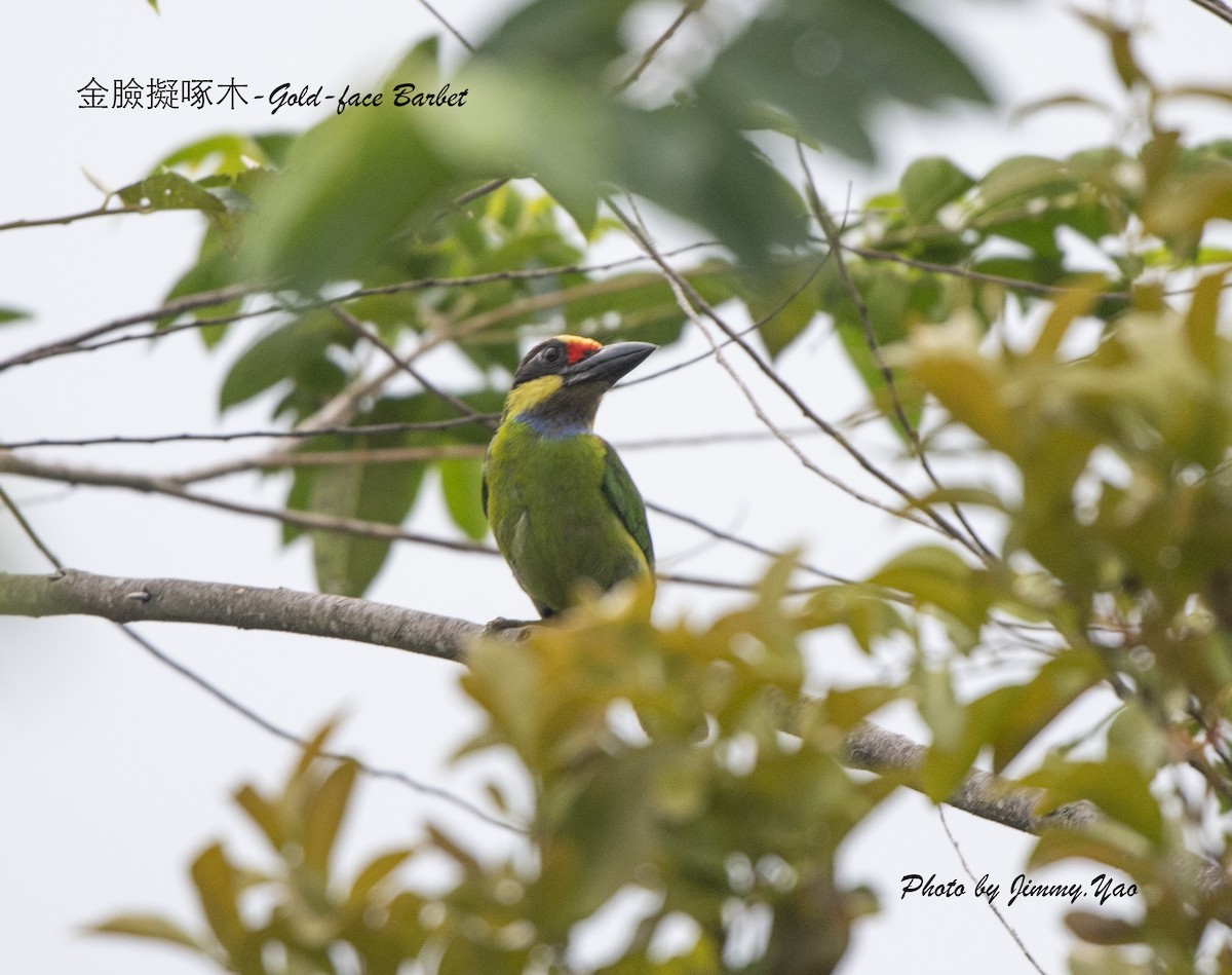 Gold-whiskered Barbet (Gold-faced) - ML133213551