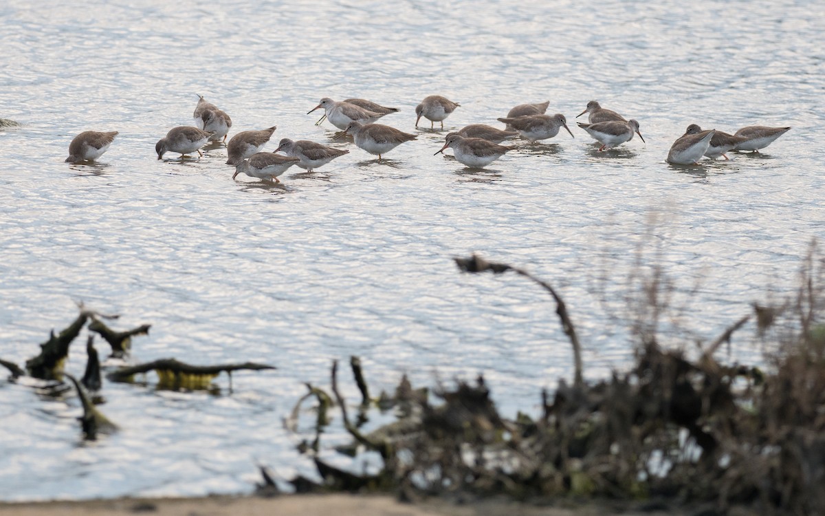 Common Redshank - ML133213581