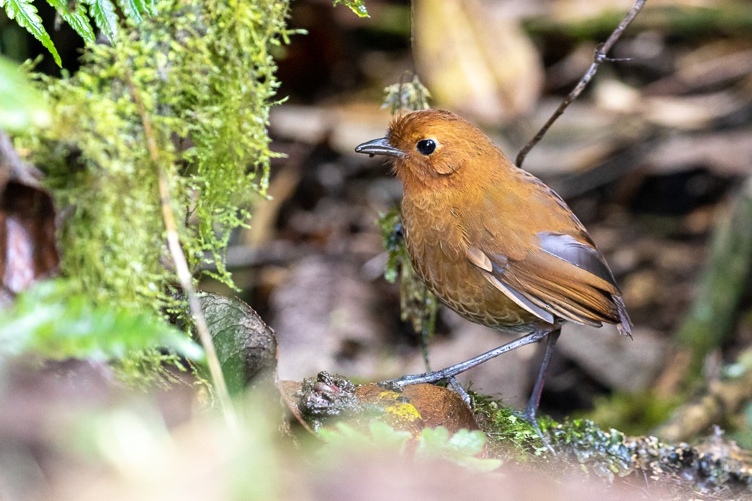 Equatorial Antpitta - ML133215041