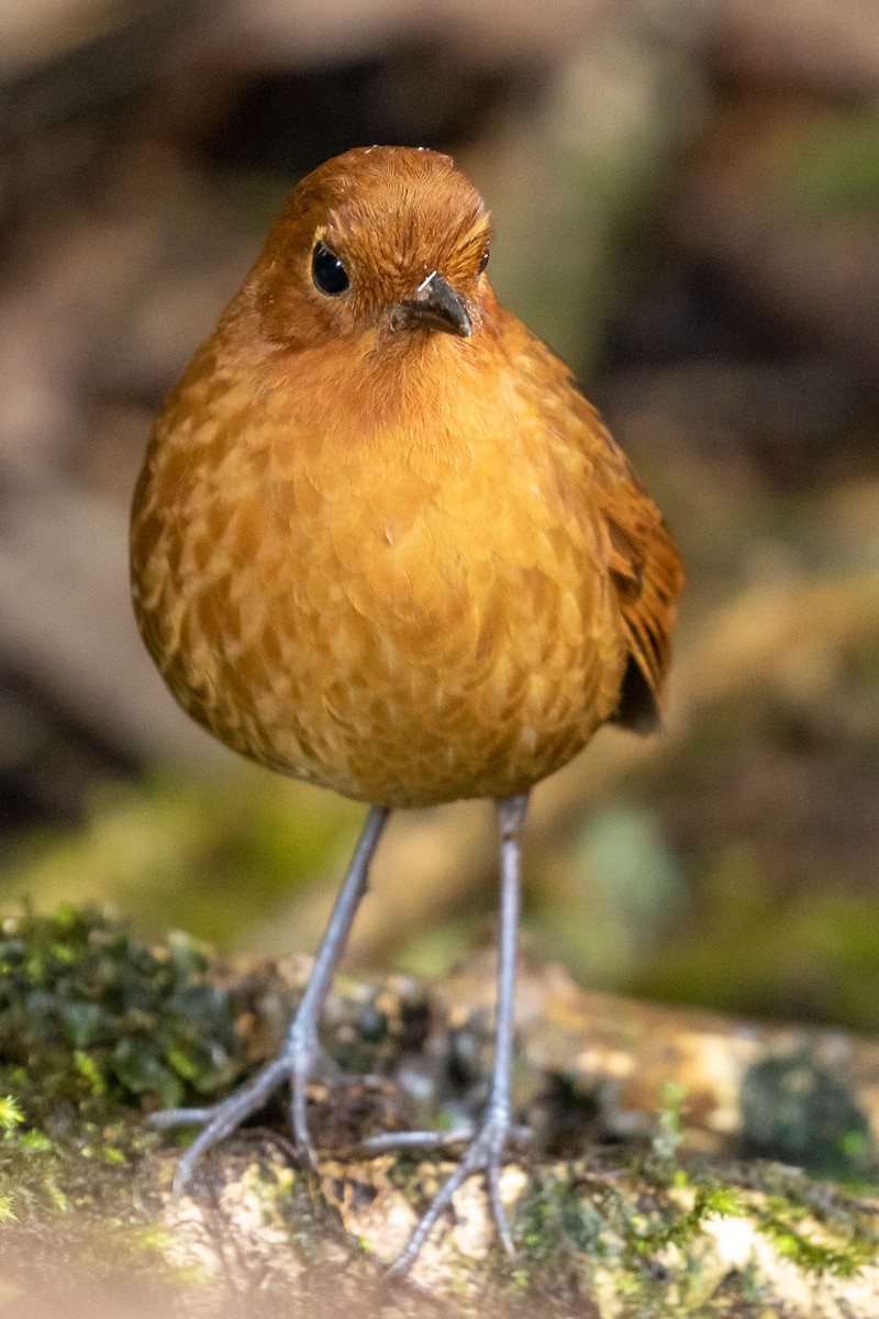 Equatorial Antpitta - ML133215051