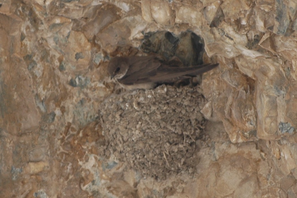 Eurasian Crag-Martin - ML133215211