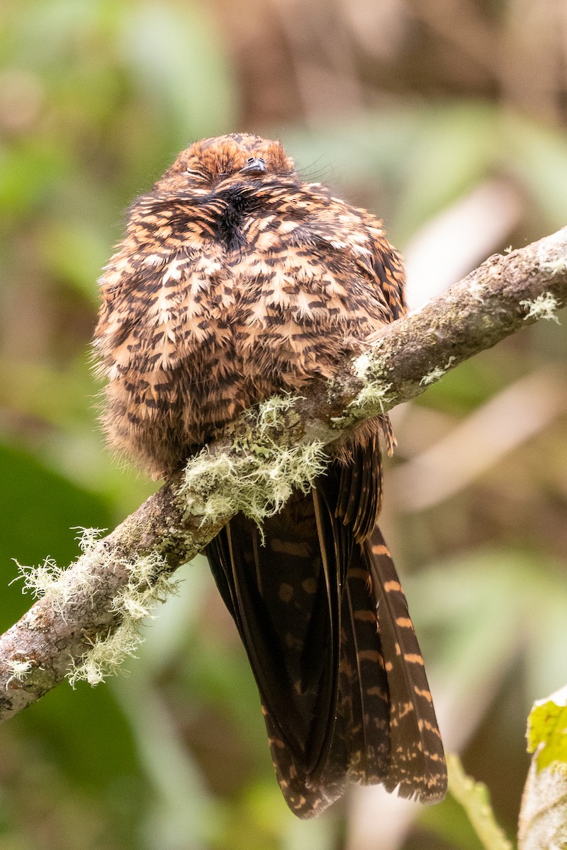 Swallow-tailed Nightjar - ML133215941